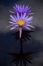 purple lotus flower : NymphaeaÃÂ Ã¢â¬ËSuwanna Royalty Free Stock Photo